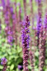 close up of lavender flowers