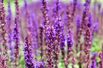Naklejka premium lavender field in provence france