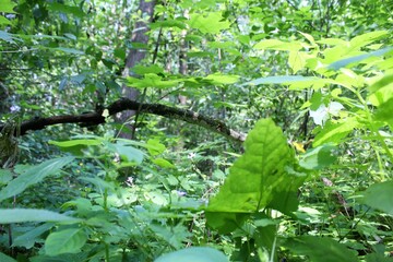 green leaves in the forest