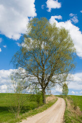 Przydrożne drzewo 2025