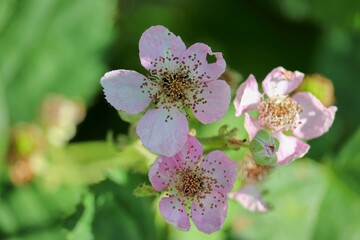 rosa Blüten am Apfelbaum