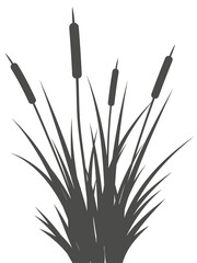 Grass Reed Black Silhouette Swamp