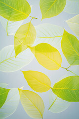Fresh composition of translucent yellow and green leaves on soft blue background. For eco-friendly designs, spring or summer visuals, natural wellness concepts, or light botanical backdrops