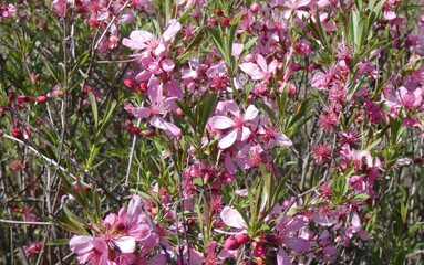 Spring splendor, flowering, colors, soft and woody