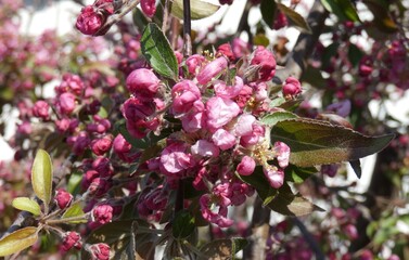Spring splendor, flowering, colors, soft and woody