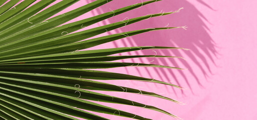 A close-up of green palm leaves casting sharp shadows on a bright pink background. The image...