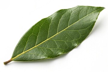 Obraz premium Single fresh bay leaf isolated on white background