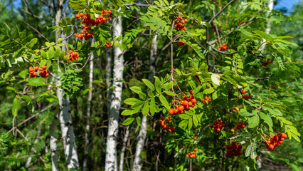 Rowan branches with orange and red berries on background of white birch trunks. Walking through forest on sunny summer day