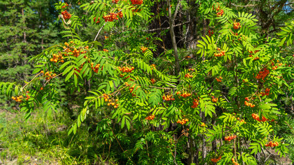 Rowan tree with orange and red berries on the background of green woodland. Walking through the forest on sunny summer day. Summer herbarium