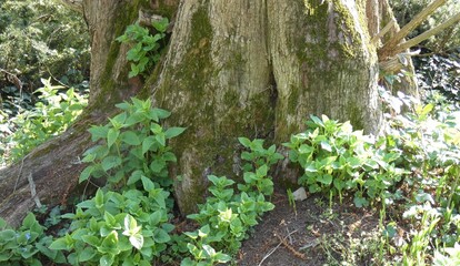 Spring splendor, flowering, colors, soft and woody
