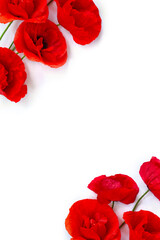 Flowers red poppies ( corn poppy, corn rose, field poppy ) on a white background with space for text. Top view, flat lay