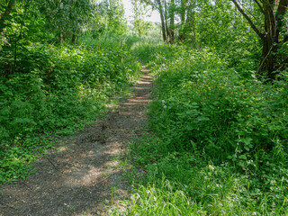 A small path in the forest.