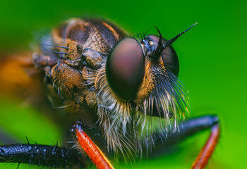 Close-up macro portrait of a Robber fly