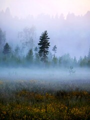 Fototapeta premium fog in the forest