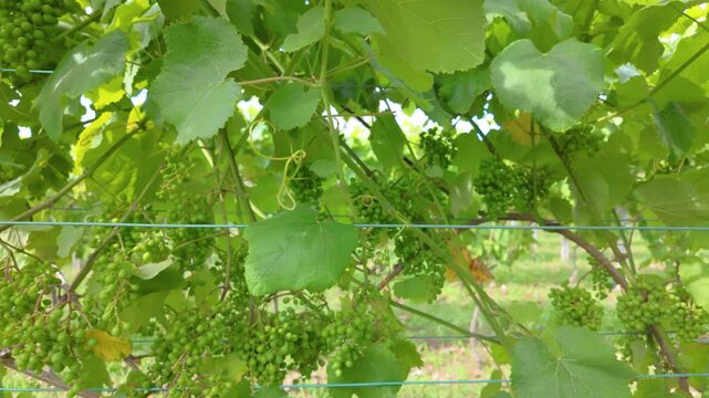 Rows of vibrant albari&ntilde;o grapevines thrive under the summer sun in a picturesque vineyard in el saln&eacute;s, cambados, spain, promising a bountiful harvest