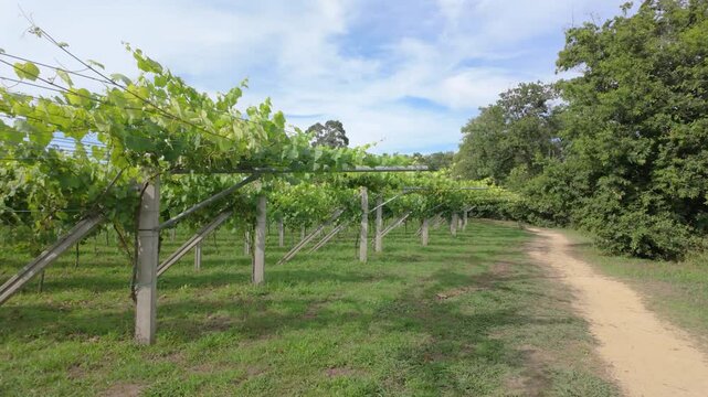 Rows of vibrant albari&ntilde;o grapevines thrive under the summer sun in a picturesque vineyard in el saln&eacute;s, cambados, spain, promising a bountiful harvest