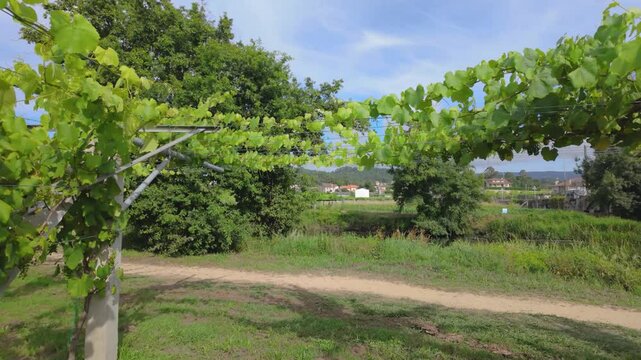 Rows of vibrant albari&ntilde;o grapevines thrive under the summer sun in a picturesque vineyard in el saln&eacute;s, cambados, spain, promising a bountiful harvest