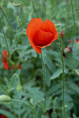Red Poppy Flower in Bloom, Close-Up on Natural Background