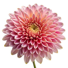 Fototapeta premium beautiful pink flower isolated on transparent background