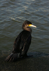 Great cormorant - Phalacrocolax carbo, fishing in a yacht marina. Oeiras, Portugal.