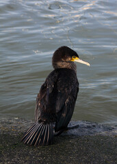 Great cormorant - Phalacrocolax carbo, fishing in a yacht marina. Oeiras, Portugal.