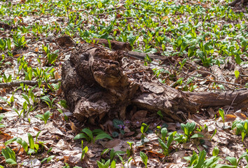 primroses, woodlands, spring colors in nature, plants on a sunny day, a park, a walk through the countryside and forest expanses