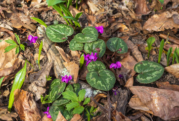 primroses, woodlands, spring colors in nature, plants on a sunny day, a park, a walk through the countryside and forest expanses