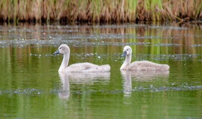 swans in the lake