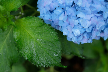濡れた紫陽花の葉と装飾花