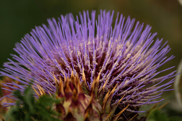 Beautiful wild artichoke, (Cynara cardunculus)