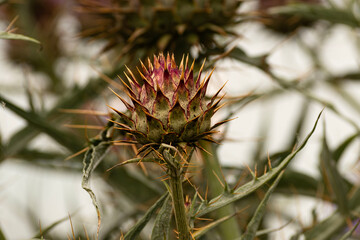 Beautiful wild artichoke, (Cynara cardunculus)