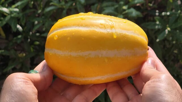 Oriental melon