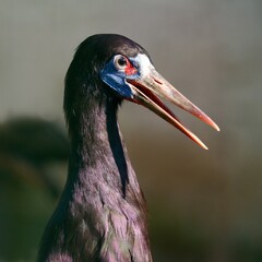 ibises