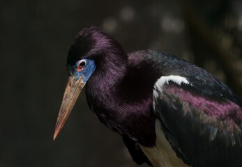 ibises