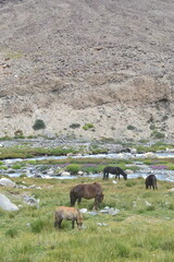 Ladakh – The Land of High Passes, Monasteries, and Mesmerizing Landscapes
