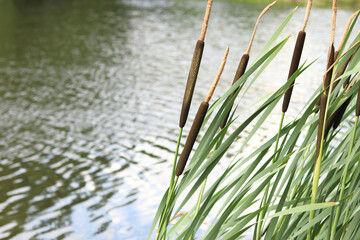 Cattail close-up. The stem of the cattail ends in a spadix-shaped inflorescence, long leaves. Cattail against the background of a pond, lake. Natural summer background. Plant background