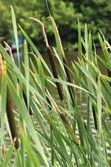 Cattail close-up. The stem of the cattail ends in a spadix-shaped inflorescence, long leaves. Cattail against the background of a pond, lake. Natural summer background. Plant background