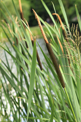 Cattail close-up. The stem of the cattail ends in a spadix-shaped inflorescence, long leaves. Cattail against the background of a pond, lake. Natural summer background. Plant background