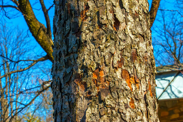 Rowan bark close-up. The texture of trunk of Sorbus torminalis L. Background from living wood. Skin...