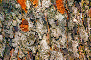 Rowan bark close-up. The texture of the trunk of Sorbus torminalis L. Background from living wood....