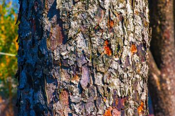 Rowan bark close-up. The texture of the trunk of Sorbus torminalis L. Background from living wood....