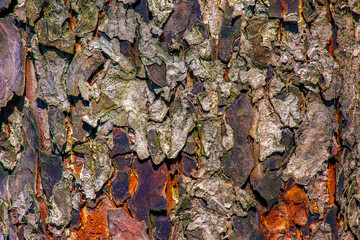 Rowan bark close-up. The texture of the trunk of Sorbus torminalis L. Background from living wood