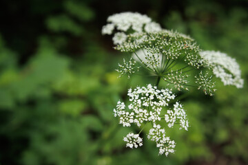forest white flower close up