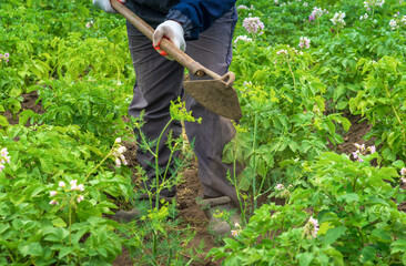 A gardener tends to a lush potato field during the day, using a hoe to remove weeds and promote healthy growth among the green plants and blooming flowers