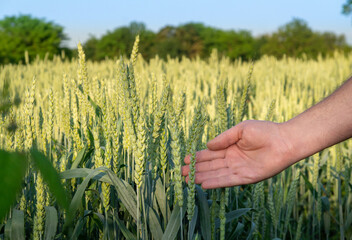 A hand reaches out to touch tall stalks of wheat in a lush field surrounded by greenery. The...