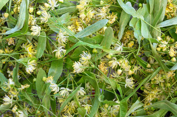 Linden flowers and leaves are gathered on a flat surface, showcasing their delicate yellow and...