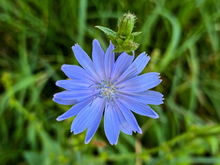 blue and white flower