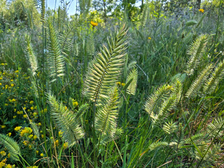 green fern leaves