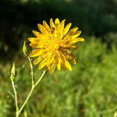 yellow dandelion flower