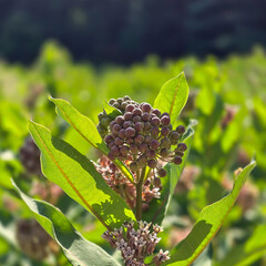 blackberry on a bush